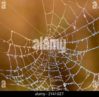 Spider web， orange background， macrophotography， insects， environmental conservation Stock Photo