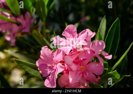 pink oleander flower and green leaves, background. Mediterranean plant. Stock Photo