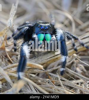 Bold jumping spider (Phidippus audax) close-up, Galveston, Texas, USA. Stock Photo