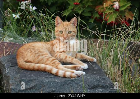 The ginger young cat is lying on the stone. Stock Photo