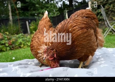 Two pet rescue hens eating their treats in a garden Stock Photo
