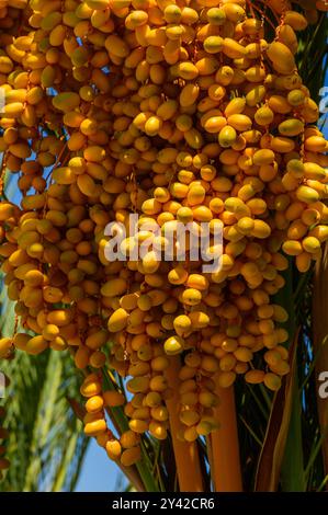 date fruit bunches on tree Stock Photo
