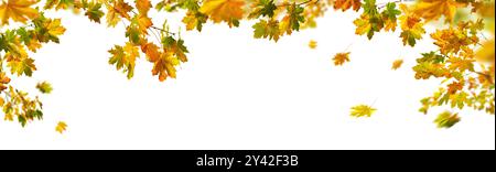 Gorgeous autumn foliage from maple, studio isolated on pure white background, with some colorful leaves on a branch and some falling, panoramic banner Stock Photo
