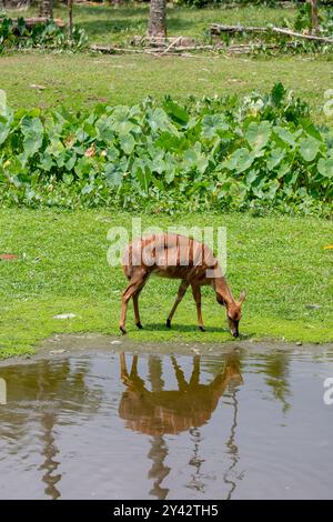 The female Nyala (Tragelaphus angasii) is a spiral-horned artiodactyl antelope native to Southern Africa. Stock Photo