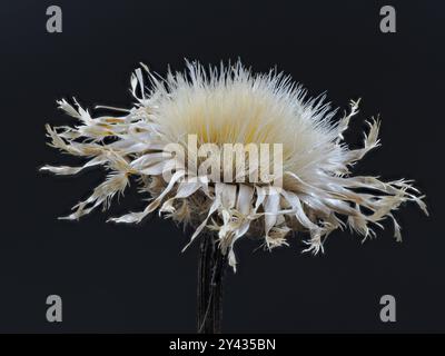 Close-up of a dried American basketflower against a black background. Stock Photo