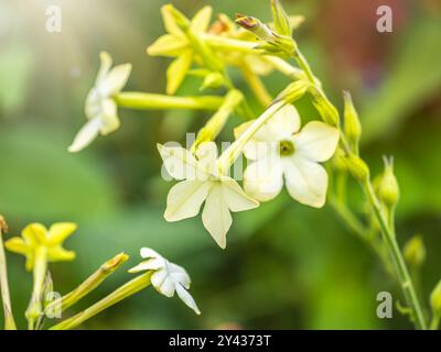 Flowering ornamental tobacco plant, Nicotiana alata on summer garden Stock Photo