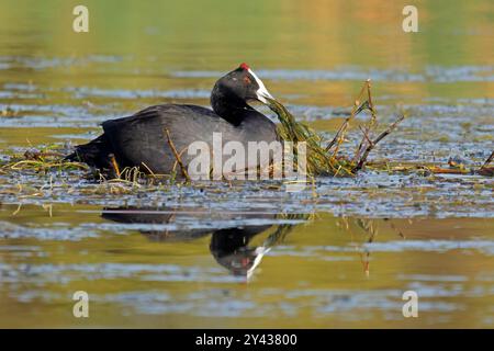 A red-knobbed coot (Fulica cristata) swimming in a pond, South Africa Stock Photo