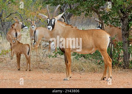 Group of African Roan antelopes (Hippotragus equinus Stock Photo - Alamy
