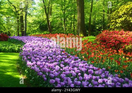 Mauve & Red Flower Beds and Borders of Tulips on Display by Grass Lawns at Keukenhof Tulip Gardens, Netherlands, EU. Stock Photo