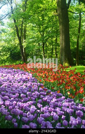 Mauve & Red Flower Beds and Borders of Tulips on Display by Grass Lawns at Keukenhof Tulip Gardens, Netherlands, EU. Stock Photo