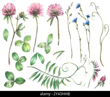 Wildflower set. Pink Clover, blue chicory flowers, meadow Mouse pea, grass, green creeper. Watercolor leaves and buds Botanical hand drawn Stock Photo