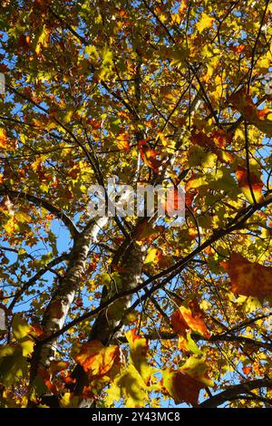 Top of sycamore tree with colorful autumn leaves on blue sky background Stock Photo