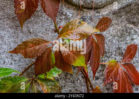 View of beautiful red discolored leaves of a Parthenocissus tricuspidata plant on a gray stone wall, copy space. Stock Photo