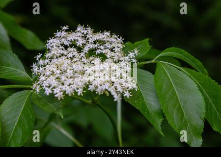 Flower buds and flowers of the Black Elder in spring, Sambucus nigra. Stock Photo