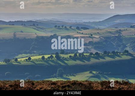 Linley Beeches on Linley Hill seen from Pole Bank. the summit of the Long Mynd, Church Stretton, Shropshire Stock Photo