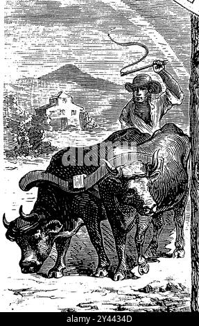 Old engraving. Farmer plowing the land with two oxen. While plowing raise the whip in order to drive the animals. Stock Photo