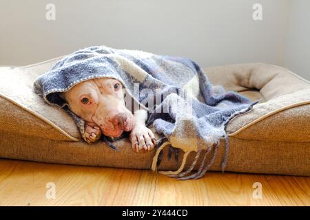 White Pit Bull Dog Snuggled Under Plaid Blue Blanket in Dog Bed Stock Photo