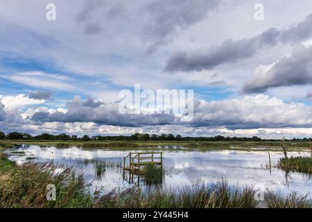 View across Brendan's Marsh in Norfolk Wildlife Trust nature reserve at Hickling Broad, Norwich, Norfolk, East Anglia, England, UK, Britain Stock Photo