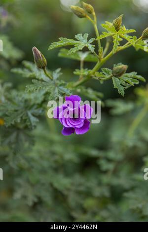 Purple flower with dewdrops, surrounded by green (Alyogyne huegekii) Stock Photo