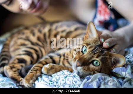 Woman affectionately petting a Bengal cat while relaxing in bed Stock Photo