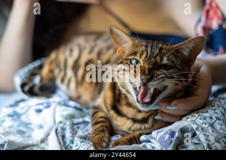 Bengal cat meowing while being held, showing its expressive face Stock Photo