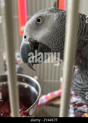 Close-up of an African Grey parrot eating grapes inside a birdcage Stock Photo