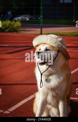 An Akita dog sits up on its hind legs on a beige background, showing ...