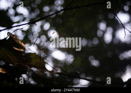 A small spider in a web. Spider web in the forest. Stock Photo