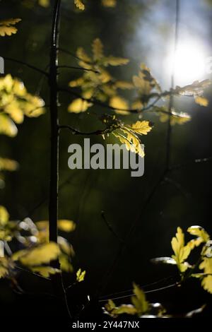 Oak leaves in the sunlight. A young oak tree in the forest. Oak leaf. Stock Photo