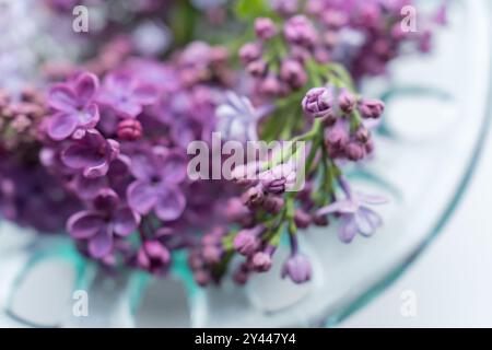 flowering lilac branches,  space for text greeting Stock Photo
