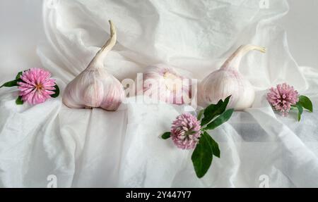 Garlic bulbs. Fresh garlic with clover flowers on white background Stock Photo