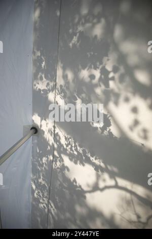 Shadow from trees on white wall. Silhouette from plants. Stock Photo