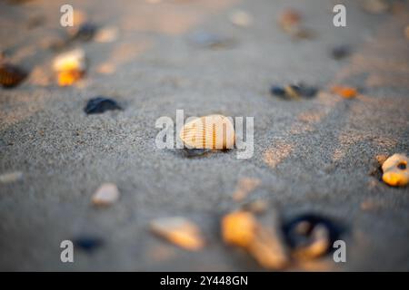 Macro shot of a cockle shell on the beach during golden hour Stock Photo