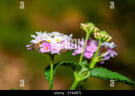 detailed macro photo showcasing the vibrant clusters of Lantana camara (Common Lantana, Red Sage, Yellow Sage). Stock Photo