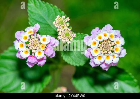 detailed macro photo showcasing the vibrant clusters of Lantana camara (Common Lantana, Red Sage, Yellow Sage). Stock Photo