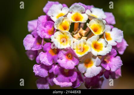 detailed macro photo showcasing the vibrant clusters of Lantana camara (Common Lantana, Red Sage, Yellow Sage). Stock Photo