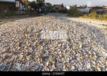 England, Kent, Whitstable, Whitstable Harbour, Discarded Oyster Shells on Beach Stock Photo