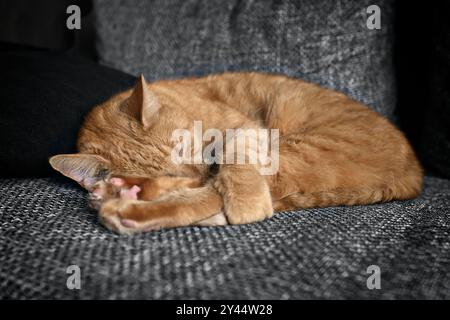 Cute ginger cat sleep on sofa. Horizontal image with selective focus. Stock Photo