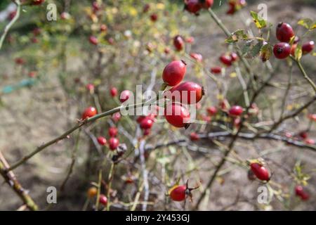 Detail of wild rose hip in autumn, ramsta, sweden Stock Photo