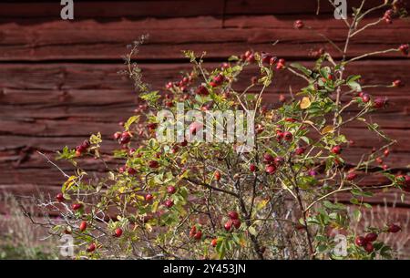 wild rose hip in autumn, ramsta, sweden Stock Photo