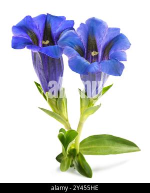 Stemless gentian flowers  isolated on white Stock Photo