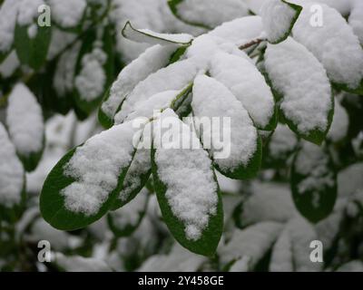 Snowy green leaves of a tree. Leaves covered with snow. Snowy and frosty winter weather. Unexpected first snow. Stock Photo