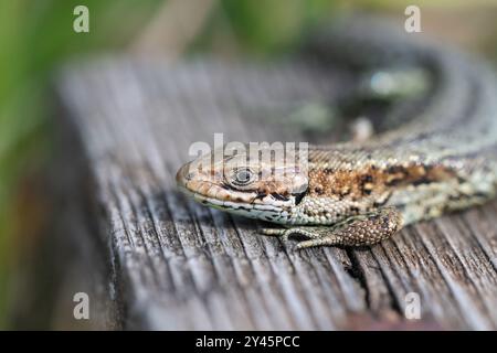 Common lizard (Zootoca vivipara), formerly named Lacerta vivipara, adult basking on a wooden broadwalk Stock Photo