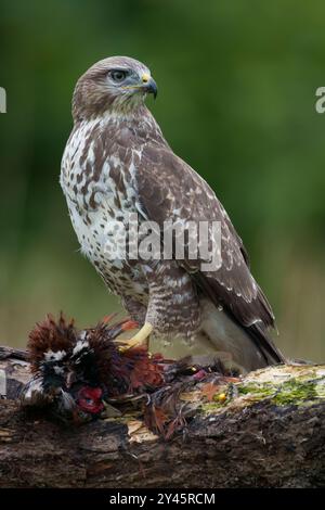 Common buzzard, juvenile bird, buteo buteo, on prey, North Wales Stock Photo