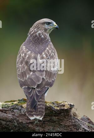 Common buzzard, juvenile bird, buteo buteo, North Wales Stock Photo