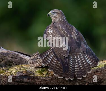 Common buzzard, juvenile bird, buteo buteo, mantling on prey, North Wales Stock Photo