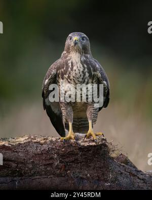 Common buzzard, juvenile bird, buteo buteo, North Wales Stock Photo