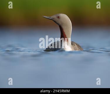 Red-throated loon Iceland Stock Photo - Alamy
