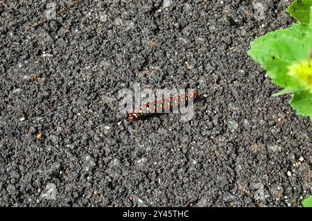 Black and orange caterpillar walking on the asphalt, with a green leaf beside it Stock Photo
