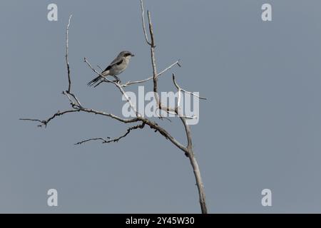 A juvenile loggerhead shrike perched on a rock in sunset light Stock ...